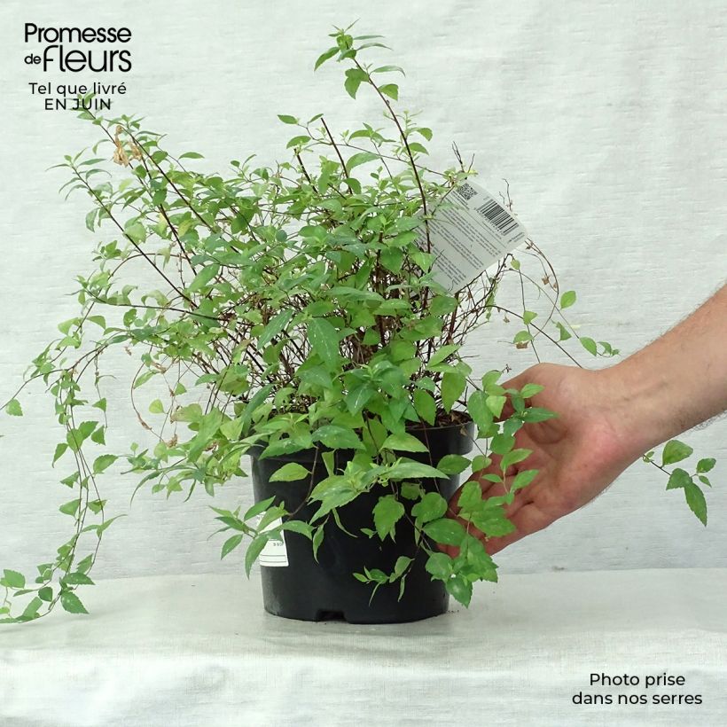 Esemplare di Spirea japonica Firelight - Spirea del Giappone Vaso da 3L/4L consegnato in estate
