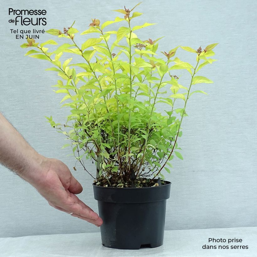 Esemplare di Spirea japonica Golden Princess - Spirea del Giappone Vaso da 2L/3L consegnato in estate