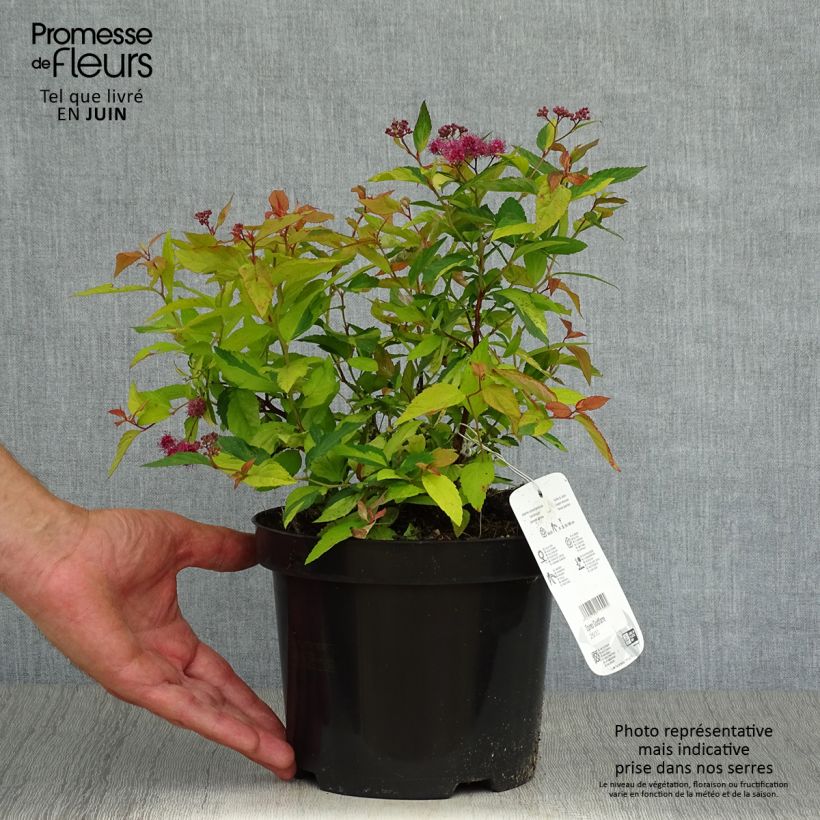Esemplare di Spirea japonica Goldflame - Spirea del Giappone Vaso da 2L/3L consegnato in estate