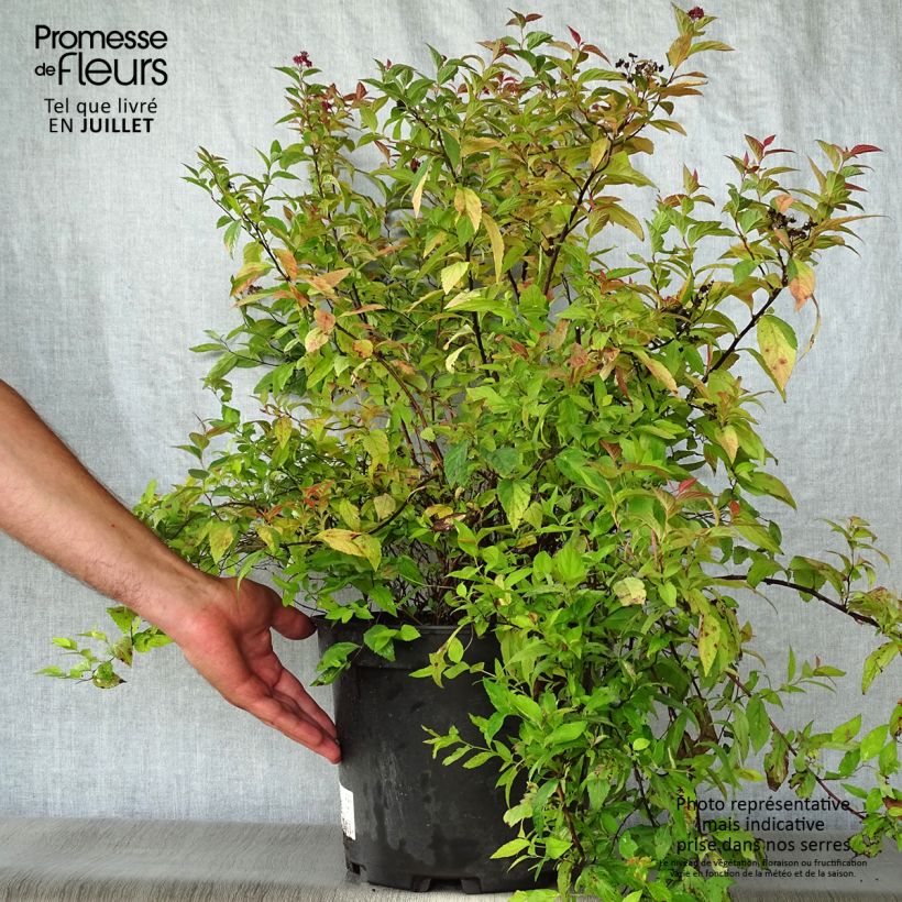 Esemplare di Spirea japonica Goldflame - Spirea del Giappone Vaso da 7,5L/10L consegnato in estate
