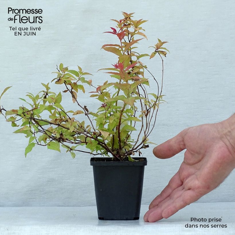 Esemplare di Spirea japonica Goldflame - Spirea del Giappone Vasetto da 8/9 cm consegnato in estate