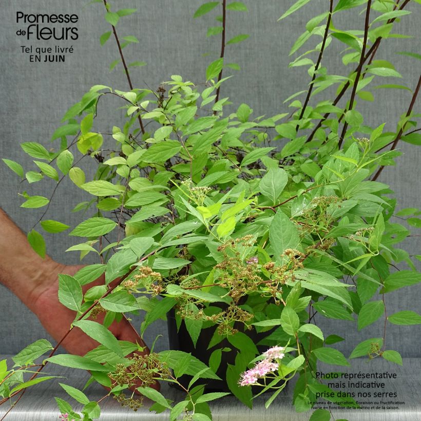 Esemplare di Spirea japonica Goldmound - Spirea del Giappone Vaso da 2L/3L consegnato in estate