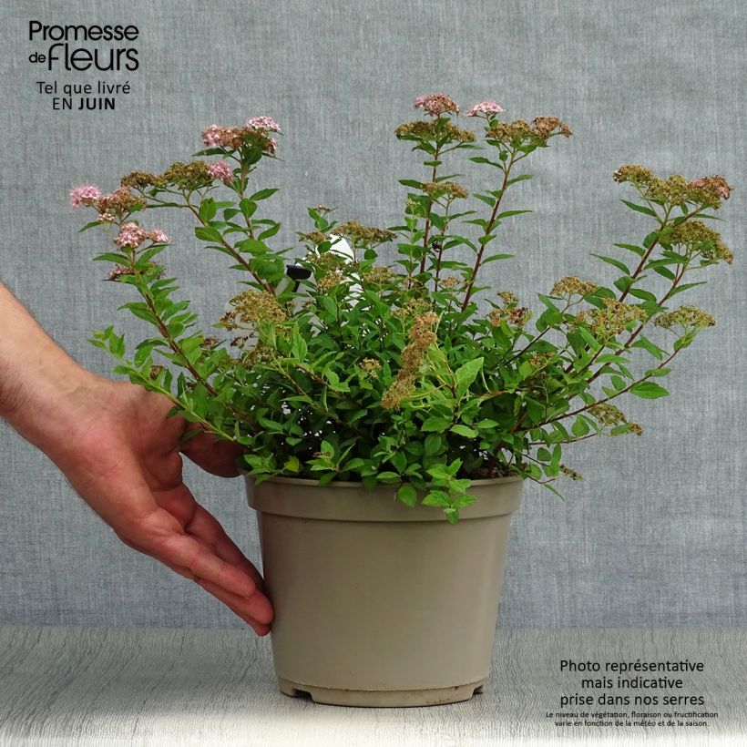 Esemplare di Spirea japonica Little Princess - Spirea del Giappone Vaso da 2L/3L consegnato in estate