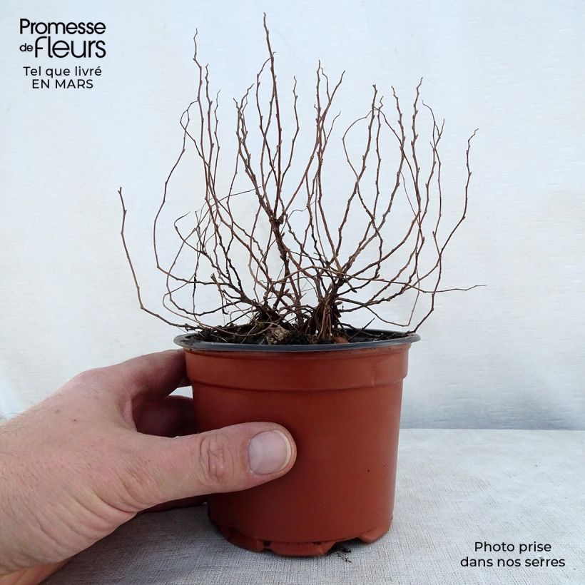 Spirea japonica Little Princess - Spirea del Giappone Vasetto da 8/9 cm esemplare consegnato in primavera