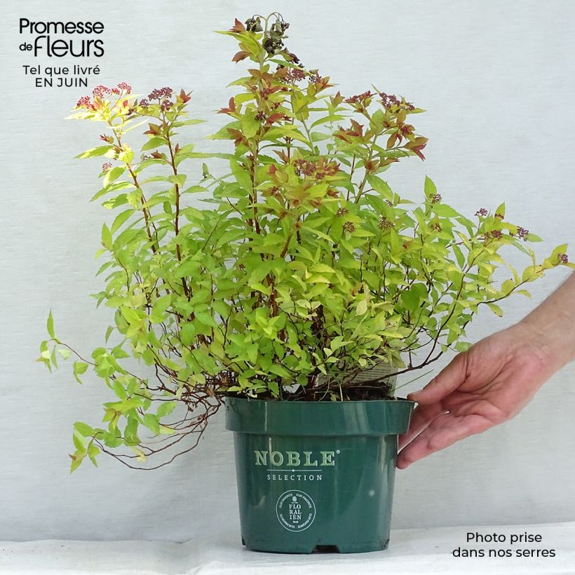 Esemplare di Spirea japonica Magic Carpet - Spirea del Giappone Vaso da 2L/3L consegnato in estate