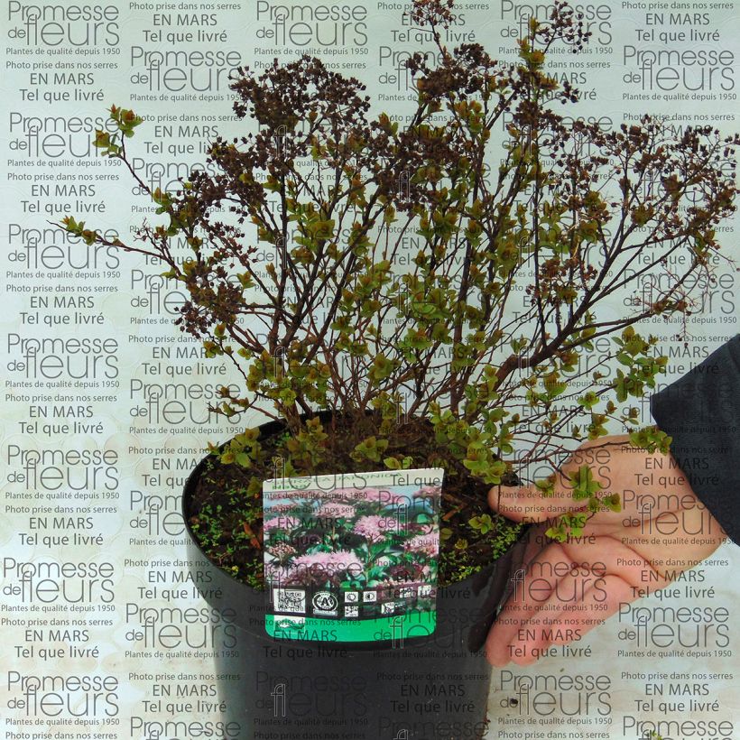Esempio di esemplare Spirea japonica Nana - Spirea del Giappone Vaso da 3L/4L come consegnato