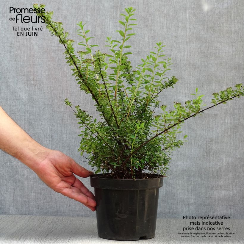 Esemplare di Spirea nipponica Snowmound Vaso da 3L/4L consegnato in estate