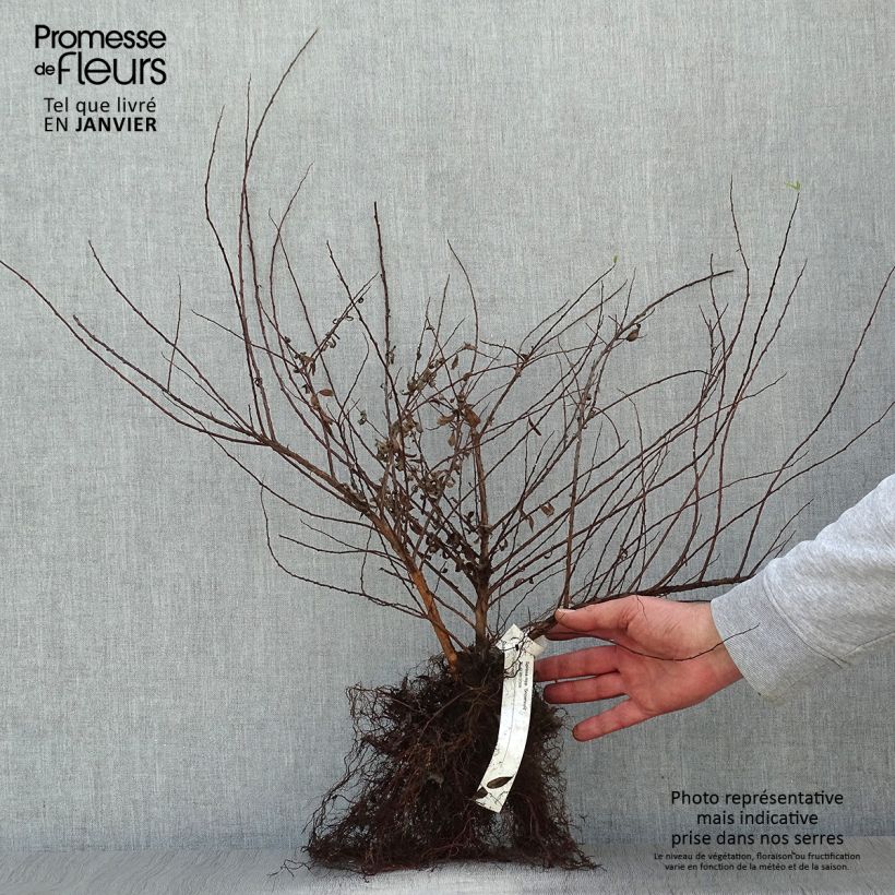 Spirea nipponica Snowmound Piante piccole a radice nuda esemplare consegnato in inverno
