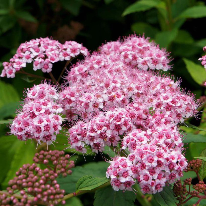 Spirea japonica Sparkling Champagne - Spirea del Giappone (Fioritura)