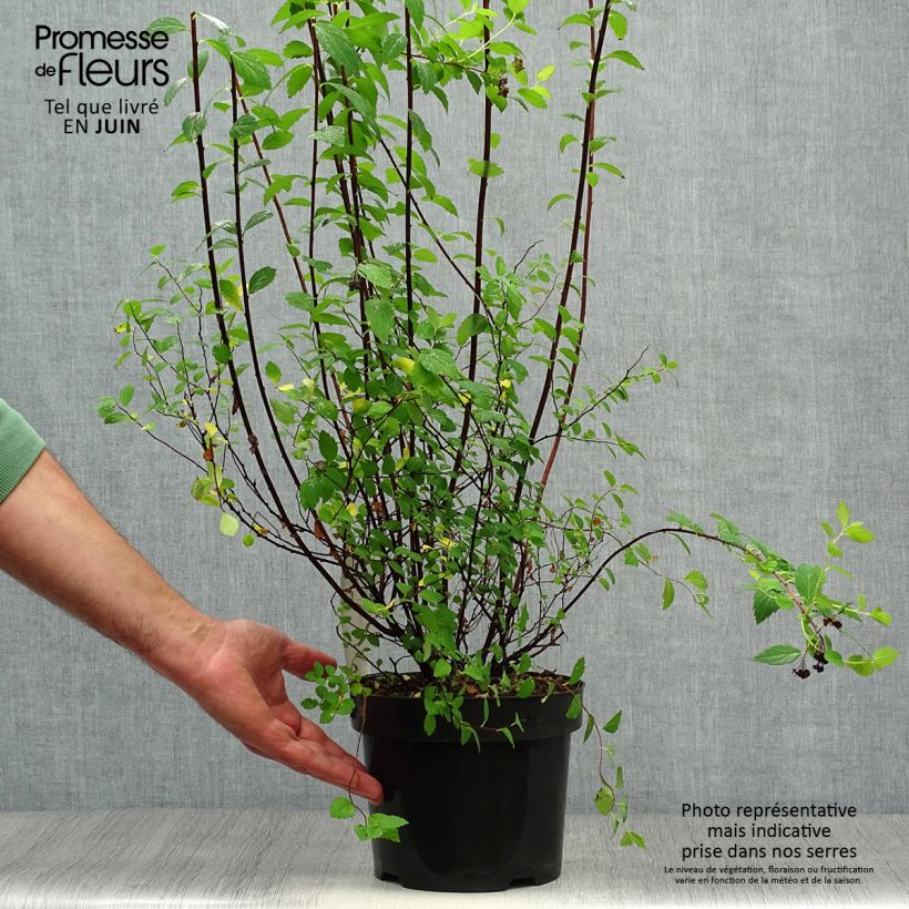 Esemplare di Spirea japonica Sparkling Champagne - Spirea del Giappone Vaso da 3L/4L consegnato in estate