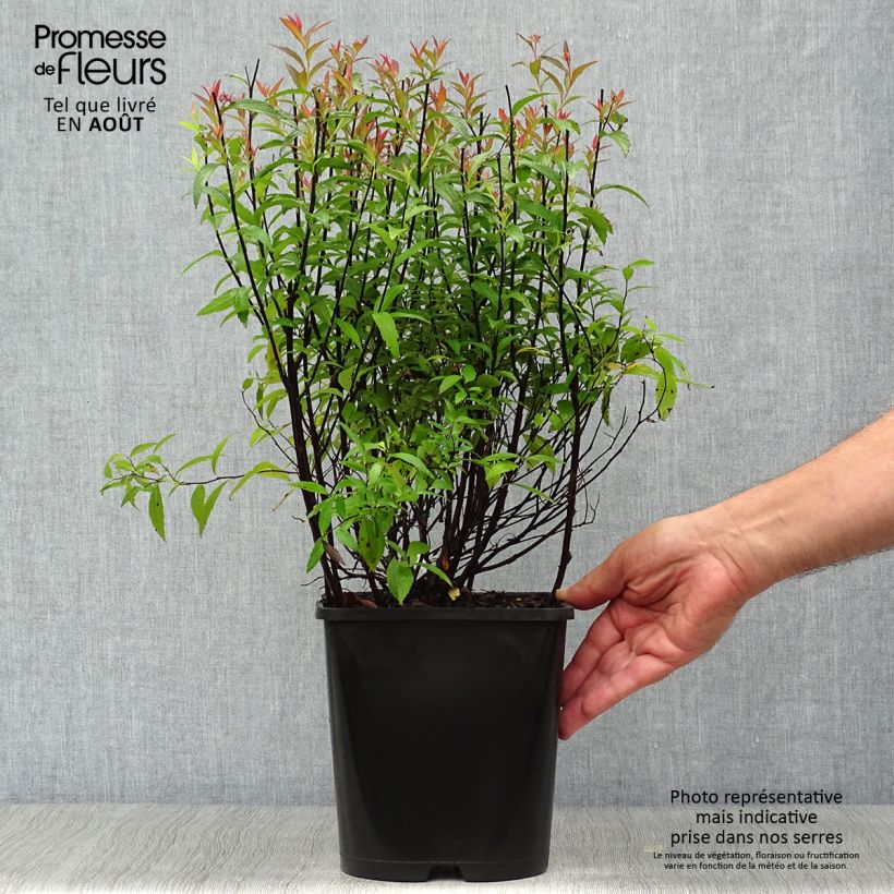 Esemplare di Spirea japonica Anthony Waterer - Spirea del Giappone Vaso da 4L/5L consegnato in estate