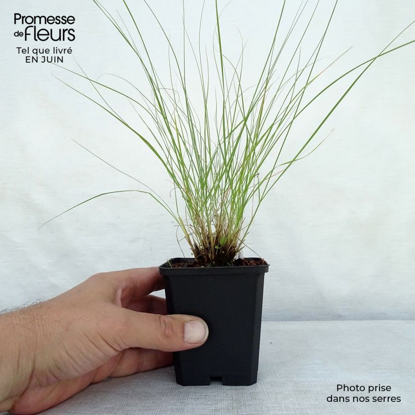 Esemplare di Sporobolus heterolepis Wisconsin Strain Vasetto da 8/9 cm consegnato in estate