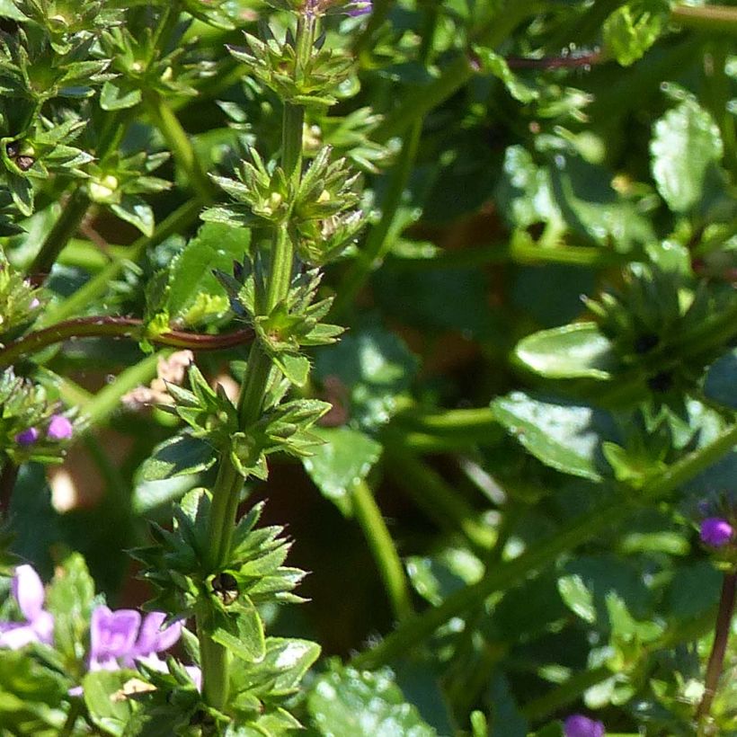 Stachys Lilac Falls (Fogliame)
