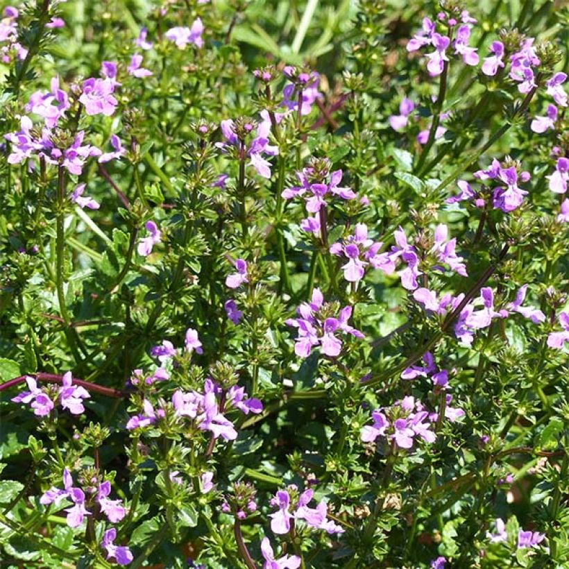Stachys Lilac Falls (Fioritura)