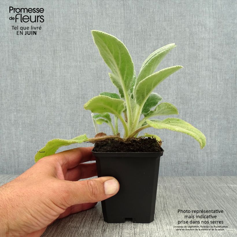 Esemplare di Stachys byzantina Big Ears - Stregona candida Vasetto da 8/9 cm consegnato in estate