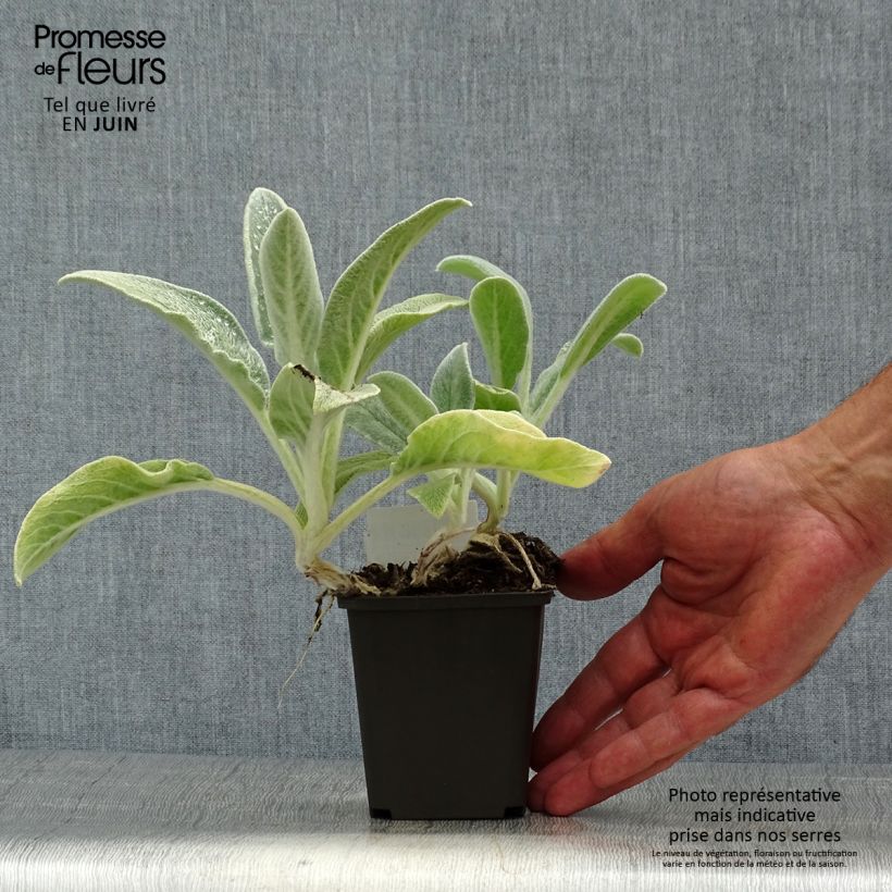 Esemplare di Stachys byzantina - Stregona candida Vasetto da 8/9 cm consegnato in estate