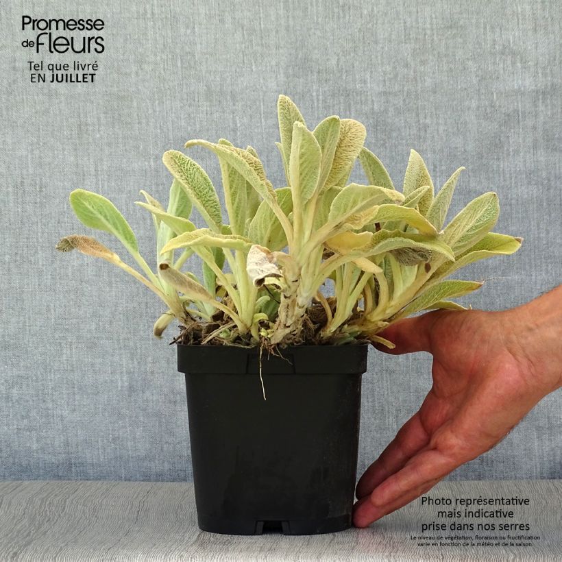 Esemplare di Stachys byzantina - Stregona candida Vaso da 2L/3L consegnato in estate
