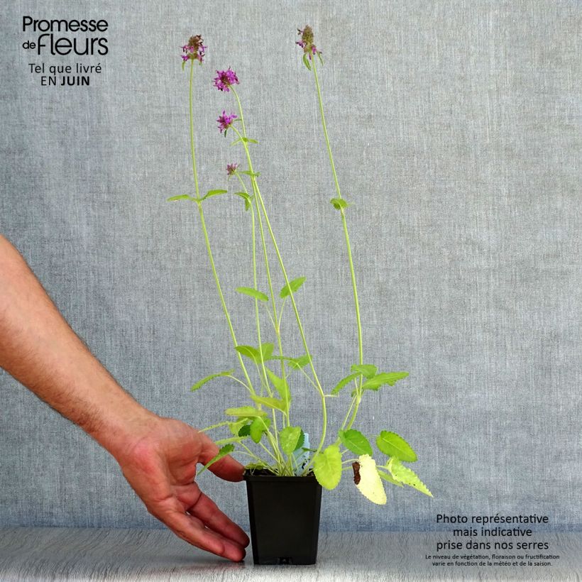 Esemplare di Stachys monieri Hummelo Vasetto da 8/9 cm consegnato in estate