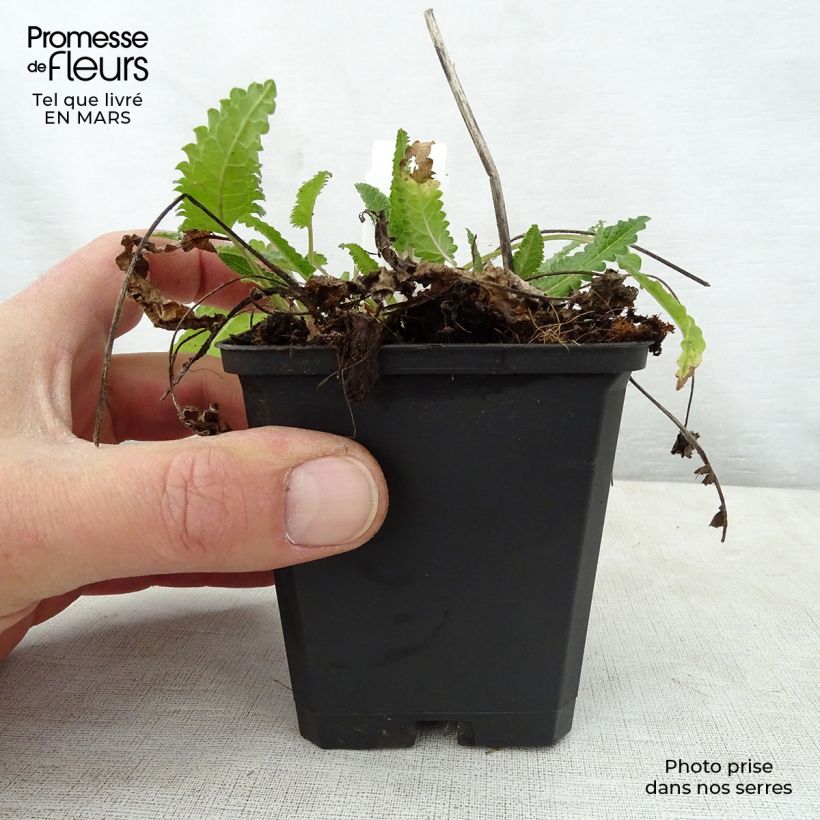 Stachys monieri Rosea - Epiaire Godet de 9cm esemplare consegnato in primavera