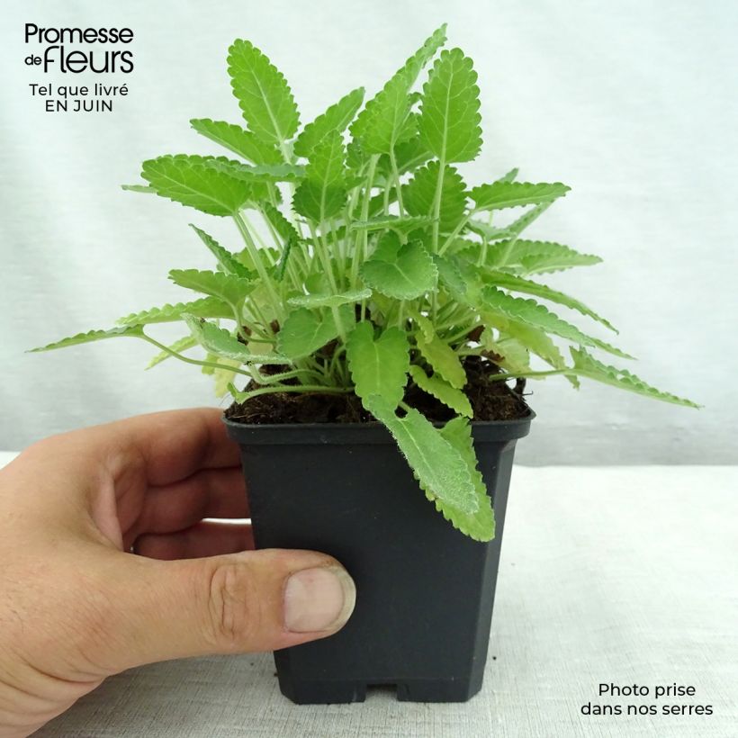 Esemplare di Stachys monieri Rosea Vasetto da 8/9 cm consegnato in estate