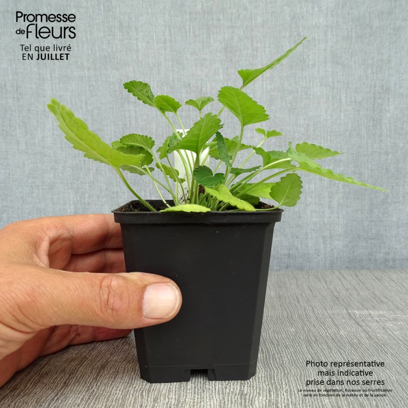 Esemplare di Stachys officinalis - Betonica comune Vasetto da 8/9 cm consegnato in estate