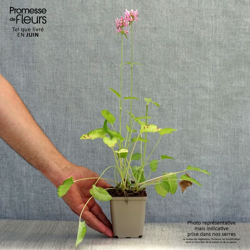 Esemplare di Stachys officinalis Pink Cotton Candy - Betonica comune Vasetto da 8/9 cm consegnato in estate