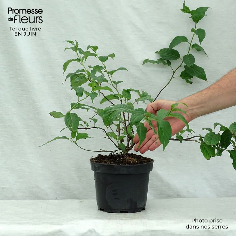 Esemplare di Stachyurus chinensis Celina Vaso da 3L/4L consegnato in estate