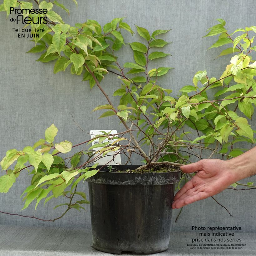 Esemplare di Stachyurus chinensis Joy Forever Vaso da 7,5L/10L consegnato in estate