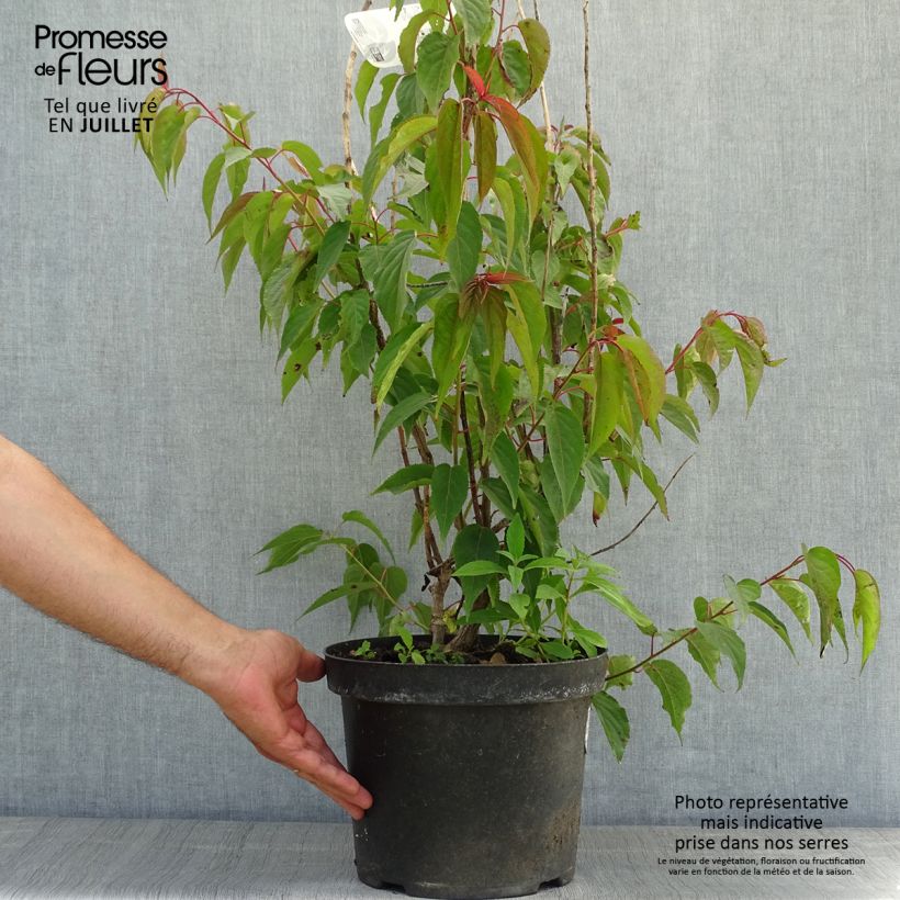 Esemplare di Stachyurus praecox Vaso da 2L/3L consegnato in estate