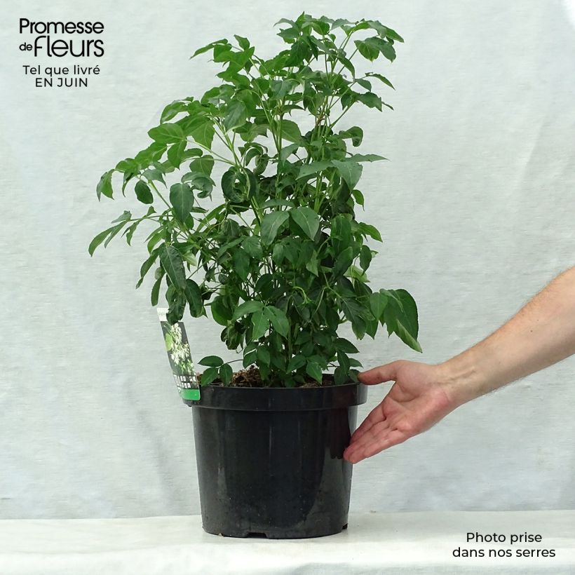 Esemplare di Staphylea colchica Vaso da 7,5L/10L consegnato in estate