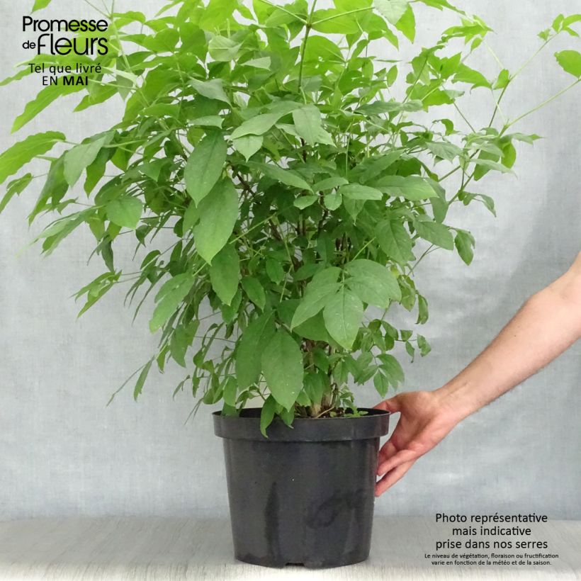 Staphylea colchica - Faux pistachier Pot de 7,5L/10LHauteur livrée env. 100+cm esemplare consegnato in primavera