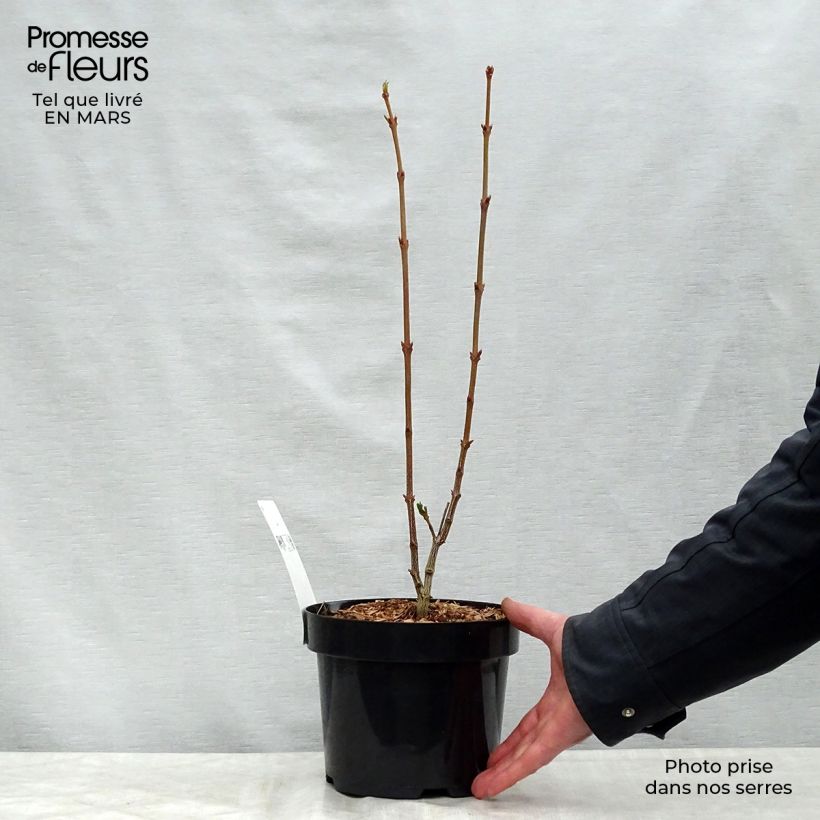 Staphylea colchica - Faux pistachier Pot de 3L/4LHauteur livrée env. 60/70cm esemplare consegnato in primavera