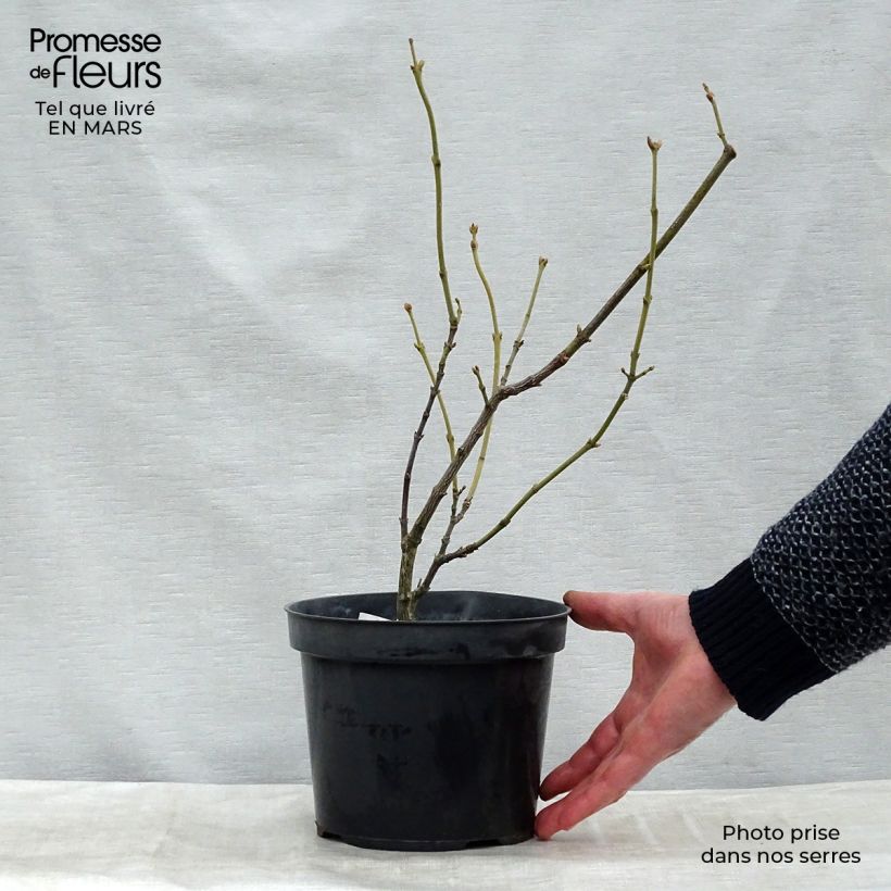 Staphylea pinnata - Bossolo Zolla 'Pronta da piantare' esemplare consegnato in primavera