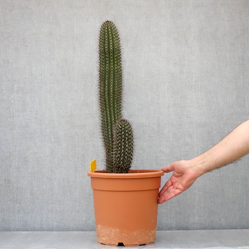Stenocereus thurberi - Cactus orgue - Pot de 7,5L/10L esemplare consegnato in primavera