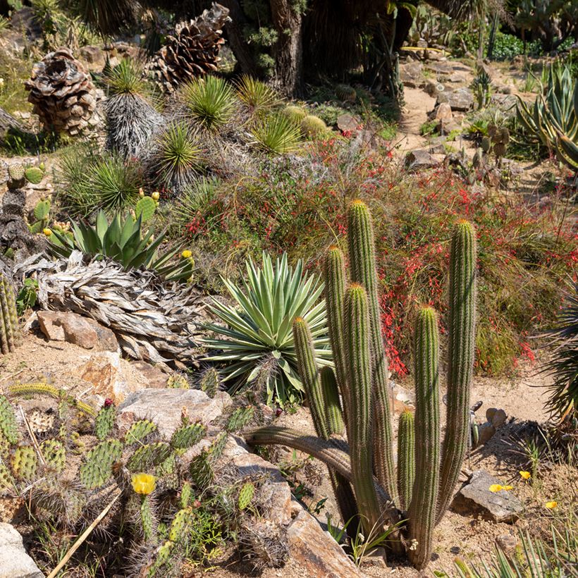 Cactus - Stenocereus thurberi (Porto)