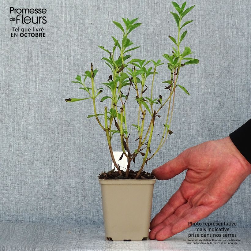 Esemplare di Stevia rebaudiana - Stevia Vasetto da 8/9 cm come consegnato in autunno