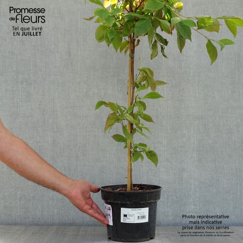 Esemplare di Stewartia rostrata Vaso da 4L/5L consegnato in estate