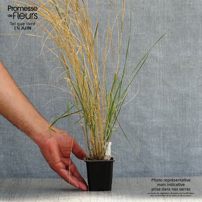 Esemplare di Stipa arundinacea - Anemanthele Vasetto da 8/9 cm consegnato in estate