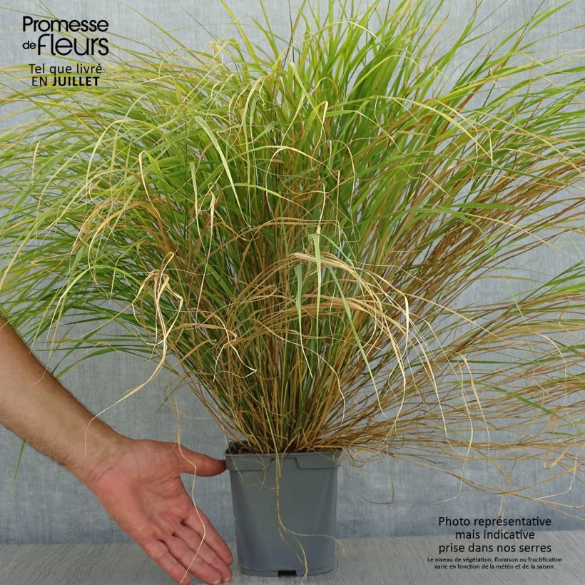 Esemplare di Stipa arundinacea - Anemanthele Vaso da 2L/3L consegnato in estate