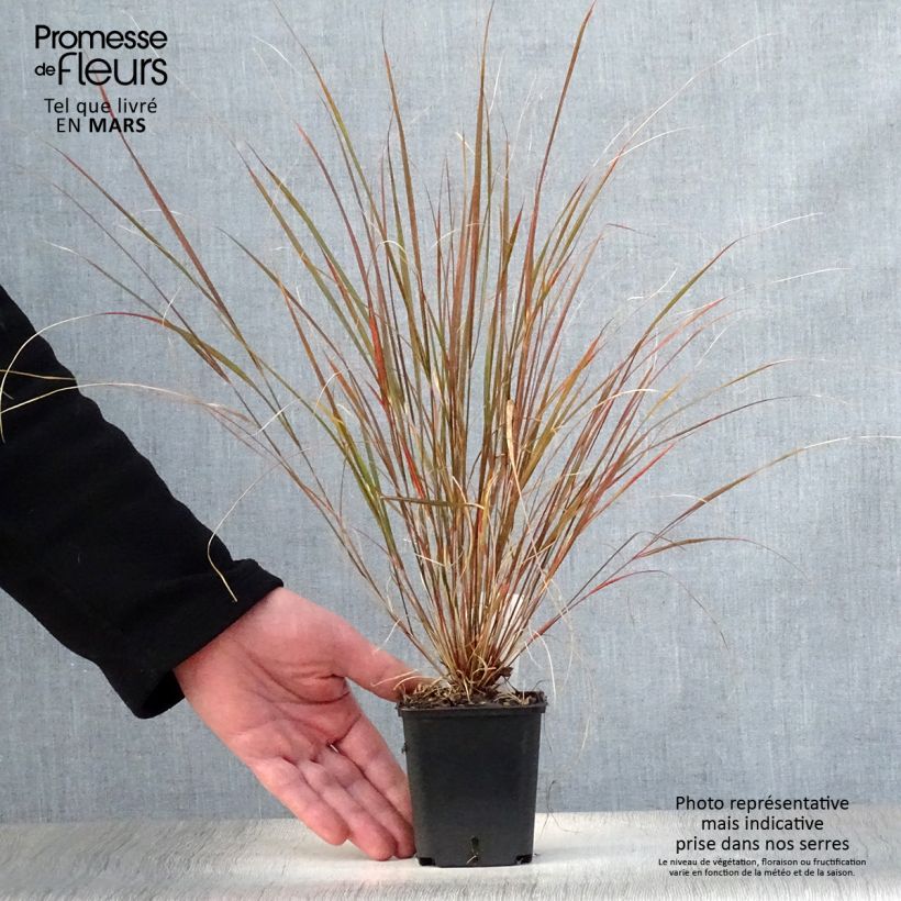 Stipa arundinacea Sirocco Vasetto da 8/9 cm esemplare consegnato in primavera