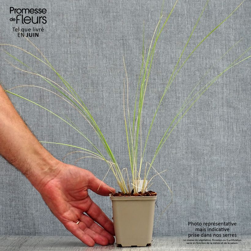 Esemplare di Stipa barbata - Stipa dei gessi Vasetto da 7/8 cm consegnato in estate