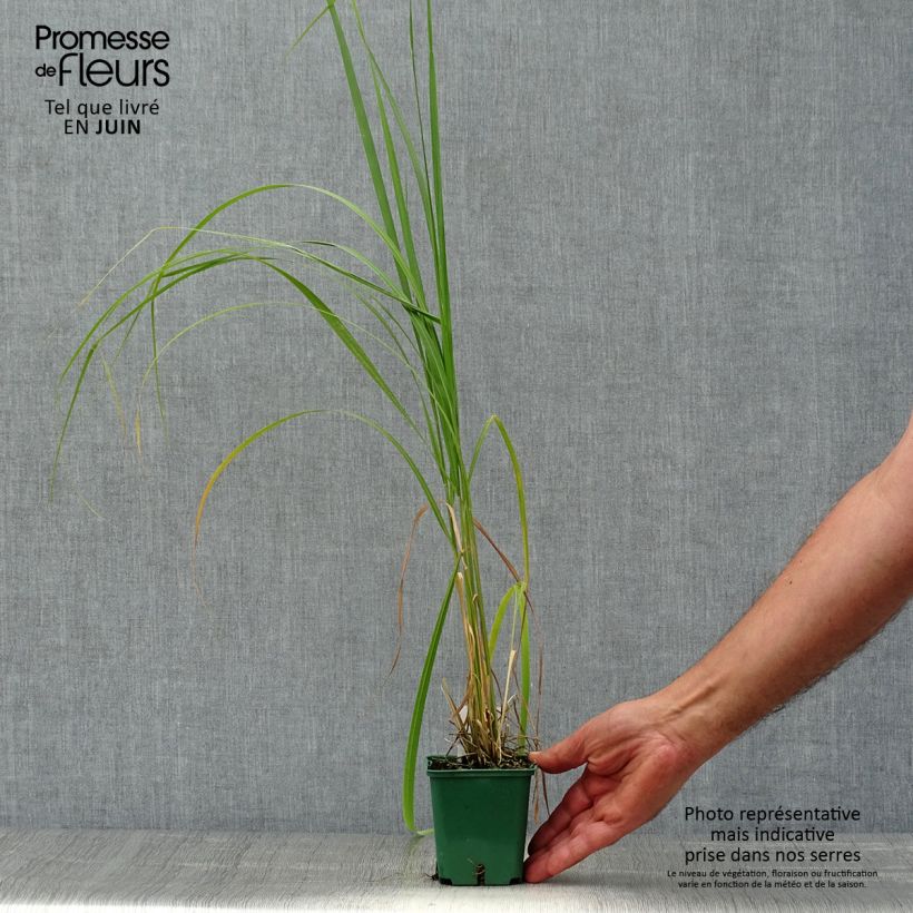 Esemplare di Stipa calamagrostis - Cannella argentea Vasetto da 8/9 cm consegnato in estate