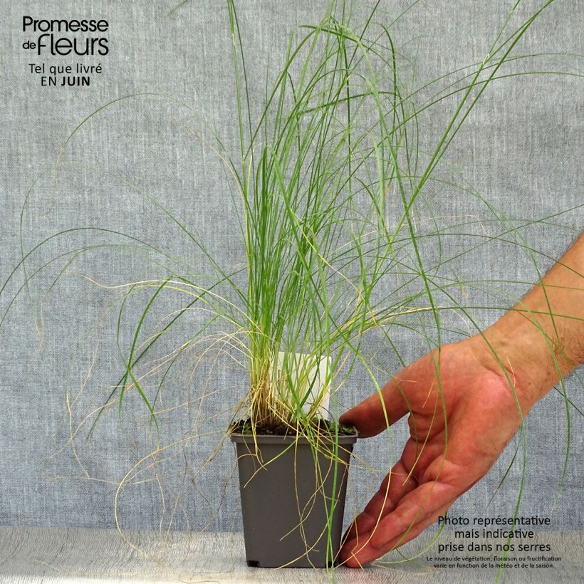 Esemplare di Stipa capillata - Stipa capillare Vasetto da 8/9 cm consegnato in estate