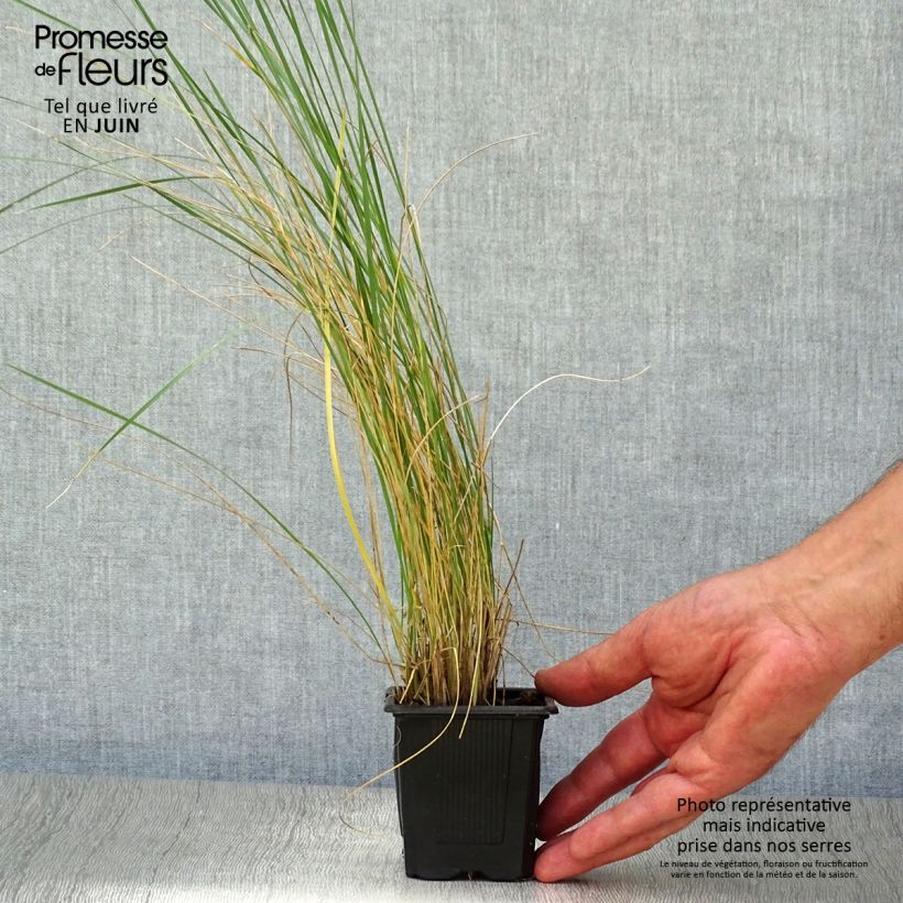 Esemplare di Stipa gigantea - Stipa gigante Vasetto da 8/9 cm consegnato in estate