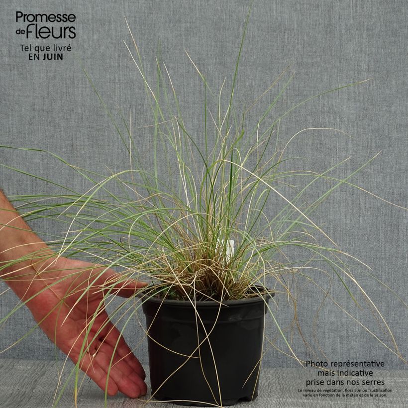 Esemplare di Stipa gigantea - Stipa gigante Vaso da 2L/3L consegnato in estate