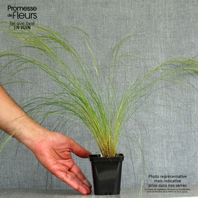 Esemplare di Stipa pennata - Lino delle fate piumoso Vasetto da 8/9 cm consegnato in estate
