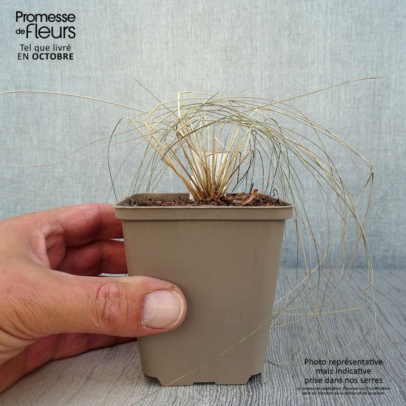 Esemplare di Stipa pulcherrima - Stipa elegante Vasetto da 8/9 cm come consegnato in autunno