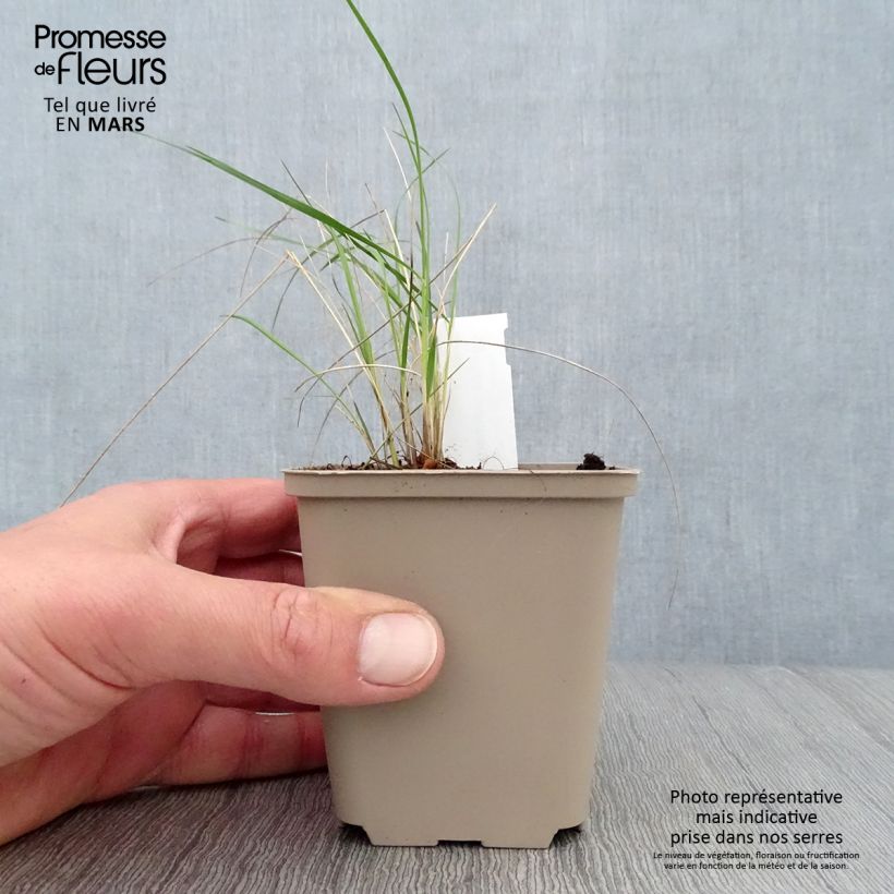 Stipa pulcherrima - Stipa elegante Vasetto da 8/9 cm esemplare consegnato in primavera