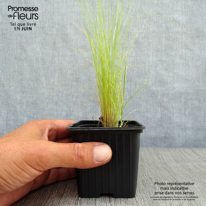 Esemplare di Stipa tenuifolia - Erba ago del Texas Vasetto da 7/8 cm consegnato in estate