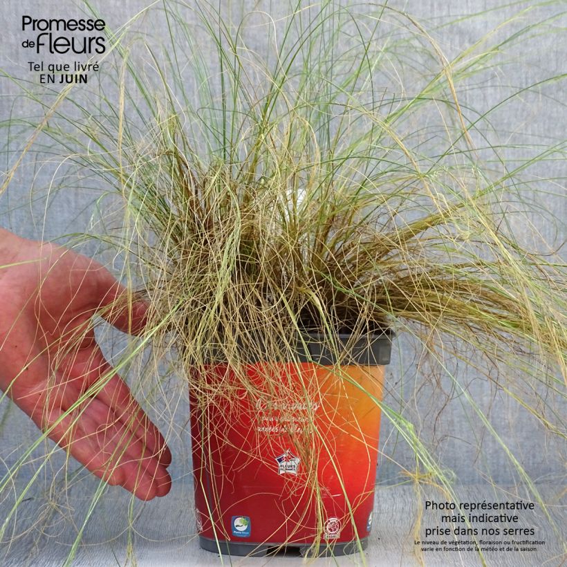 Esemplare di Stipa tenuifolia - Erba ago del Texas Vaso da 2L/3L consegnato in estate
